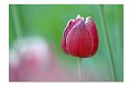 Tulpen A 04